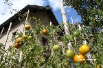 L'orto _ The vegetable garden